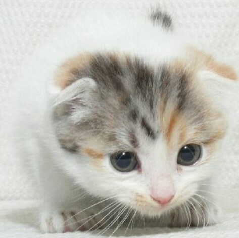 えりか