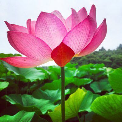 まなみかん