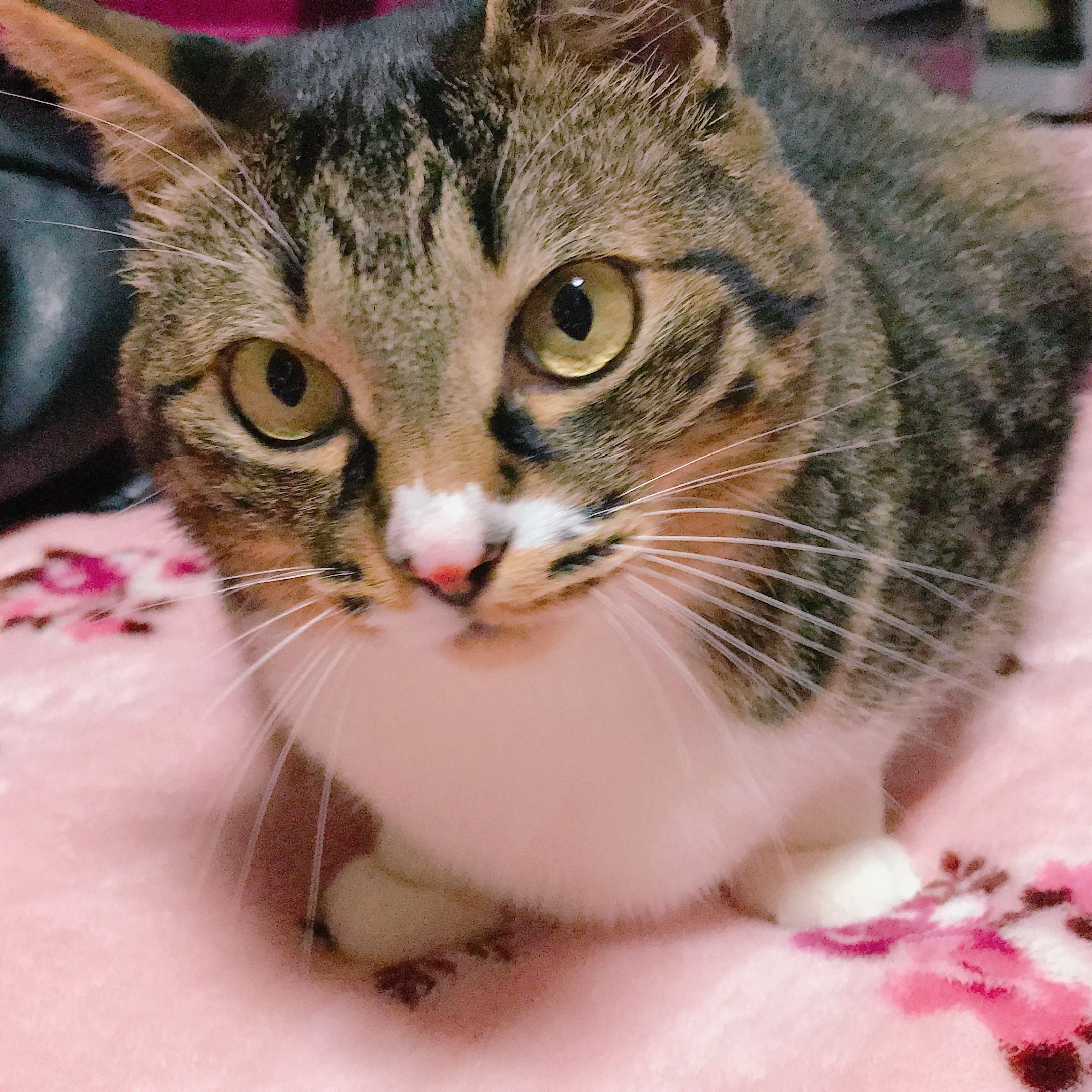 にゃん