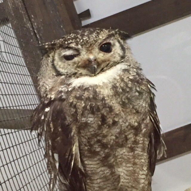 おちゃ