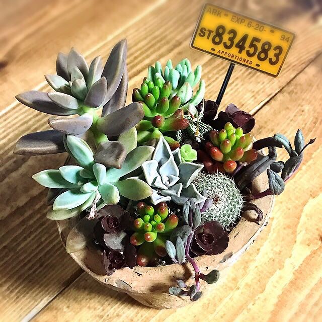 ここぼう