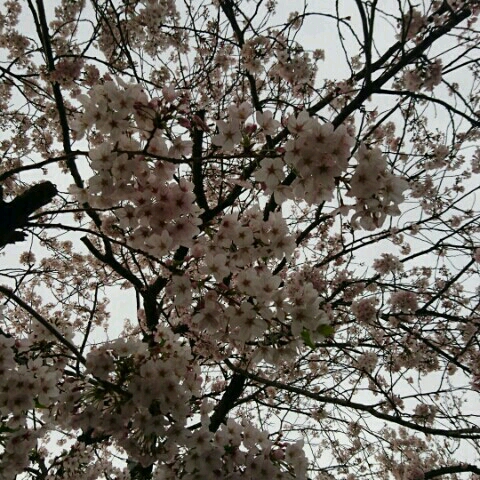 てぃーくだ