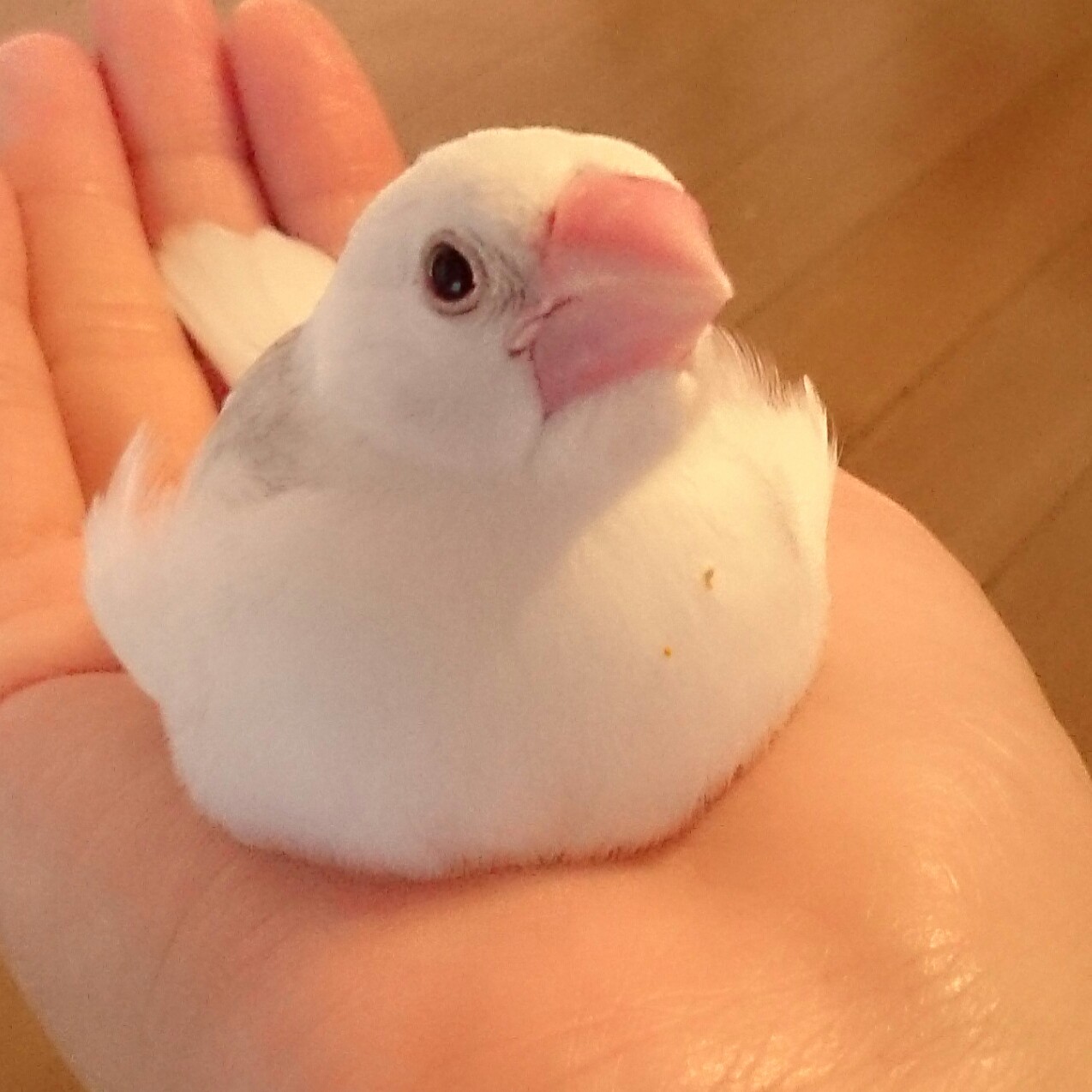 さとにゃん