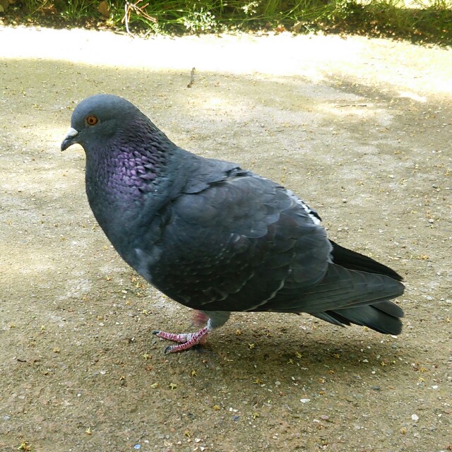 ts