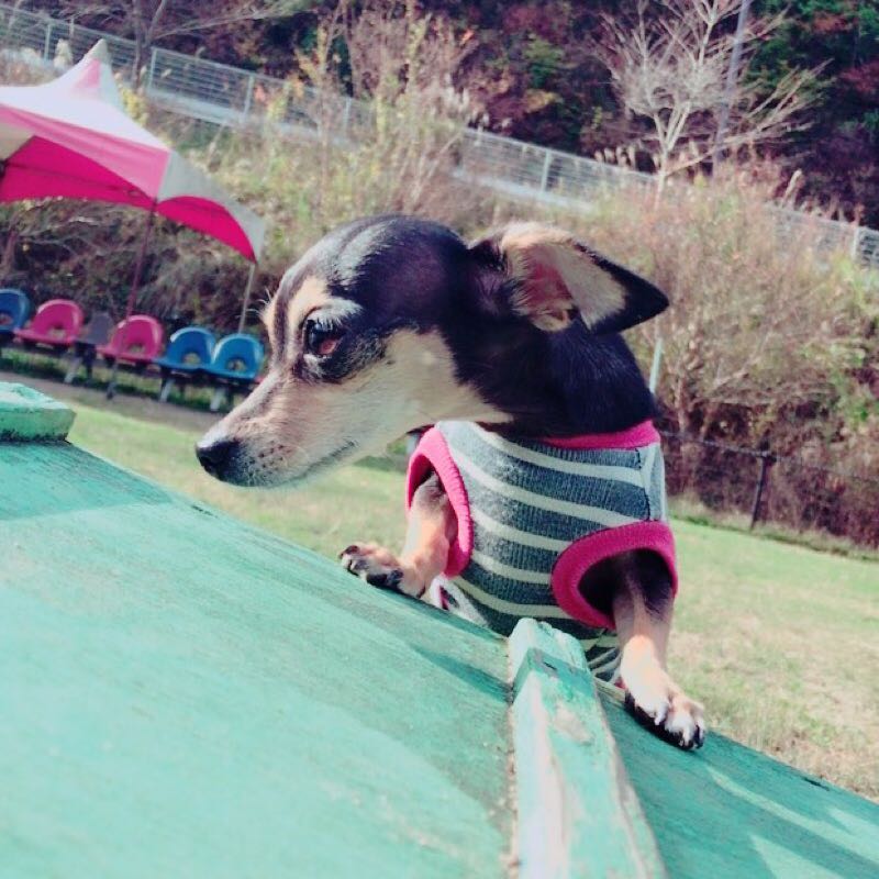 きのこ