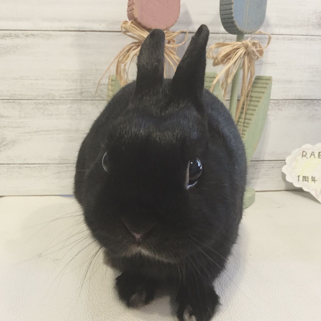 くろちゃん