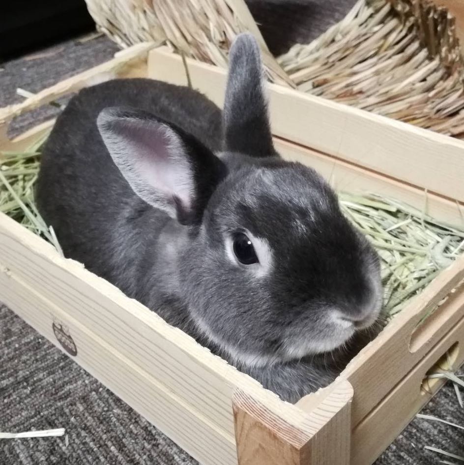 ごま吉