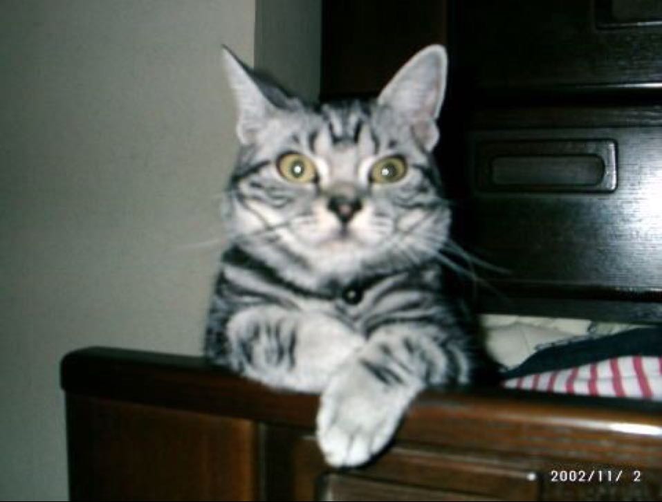 Toshi