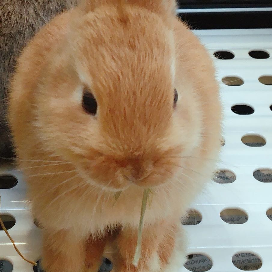 ゆきち