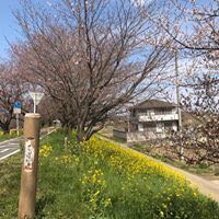 ろひすや