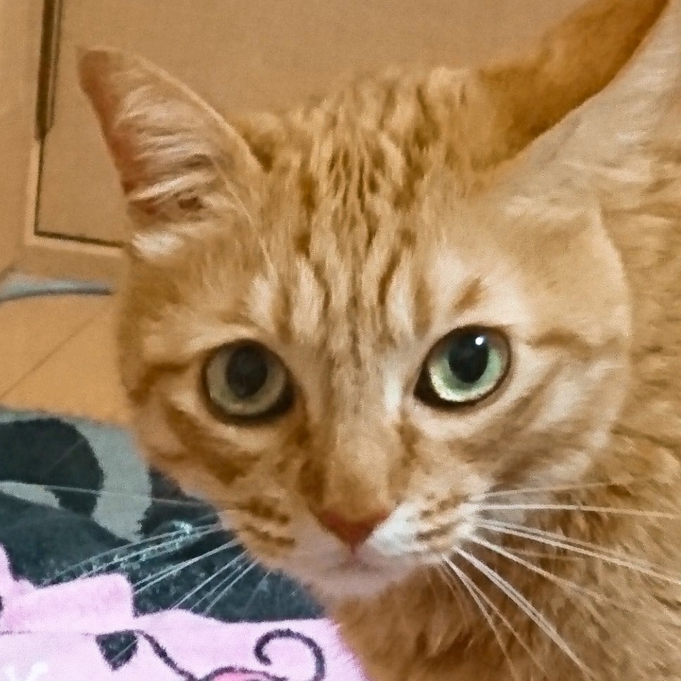 れみ