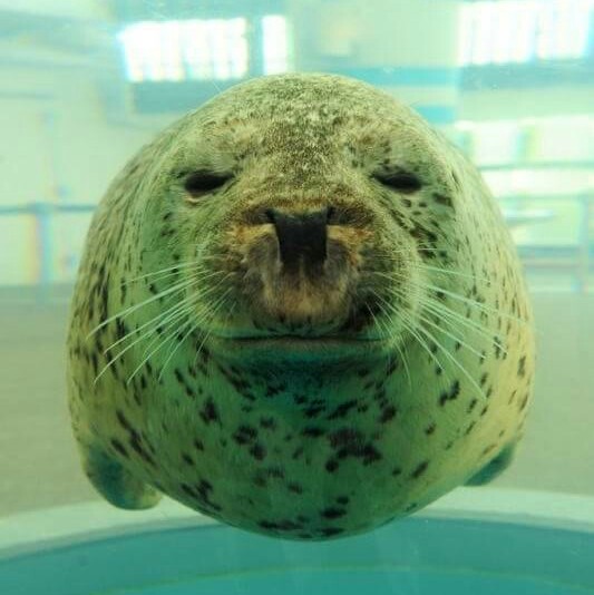 もろこび