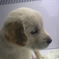 マーサ
