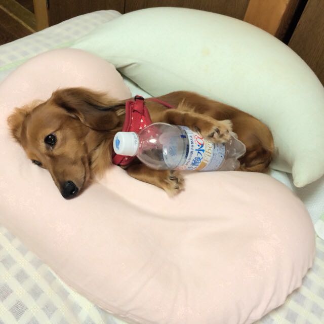 ゆう