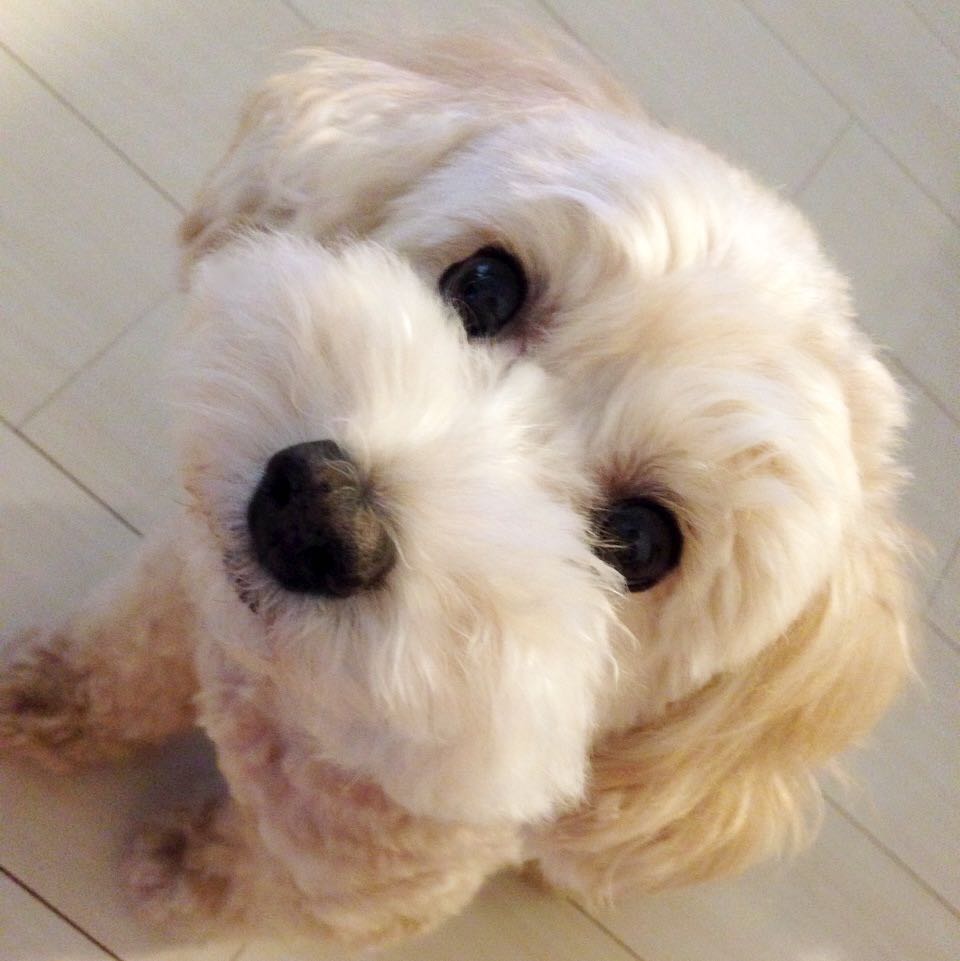 Kotomi