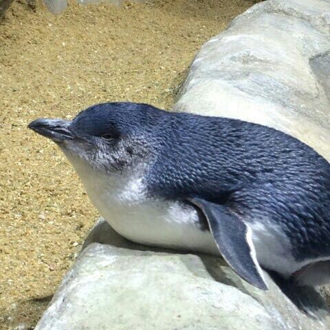 ちゃちゃ