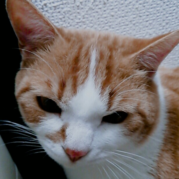まきを