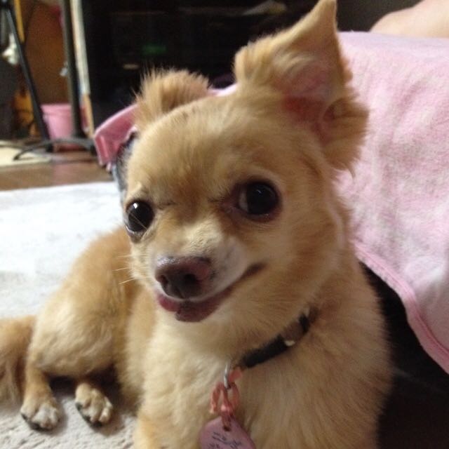 かよ