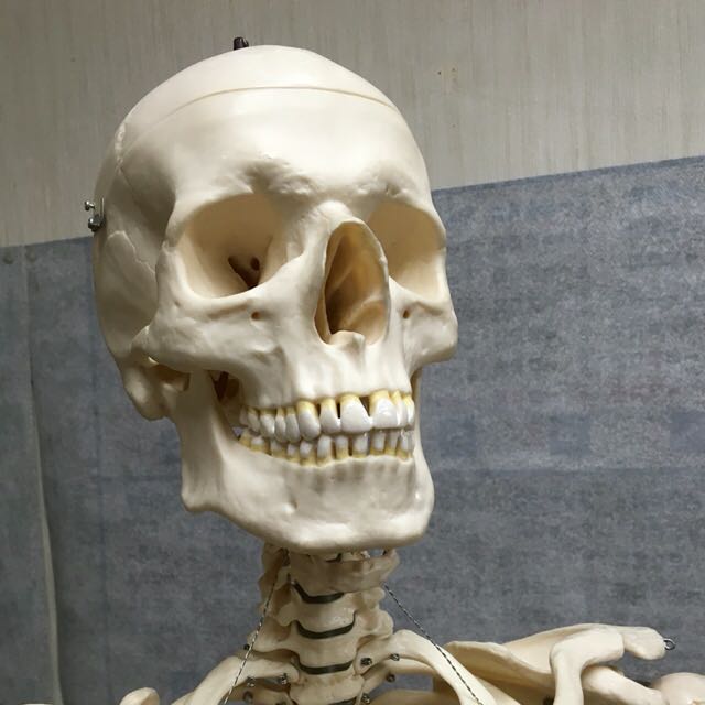 骨太郎