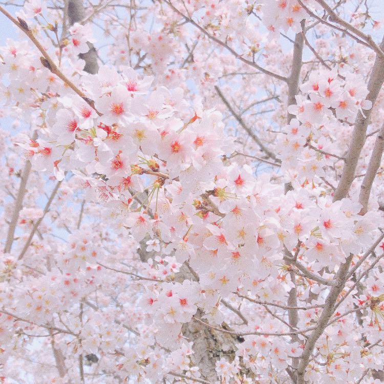 春陽