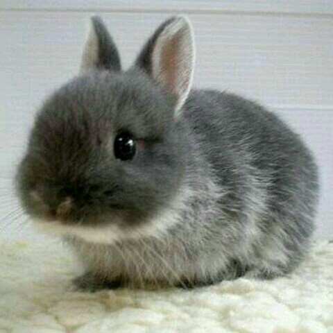 mofumofu