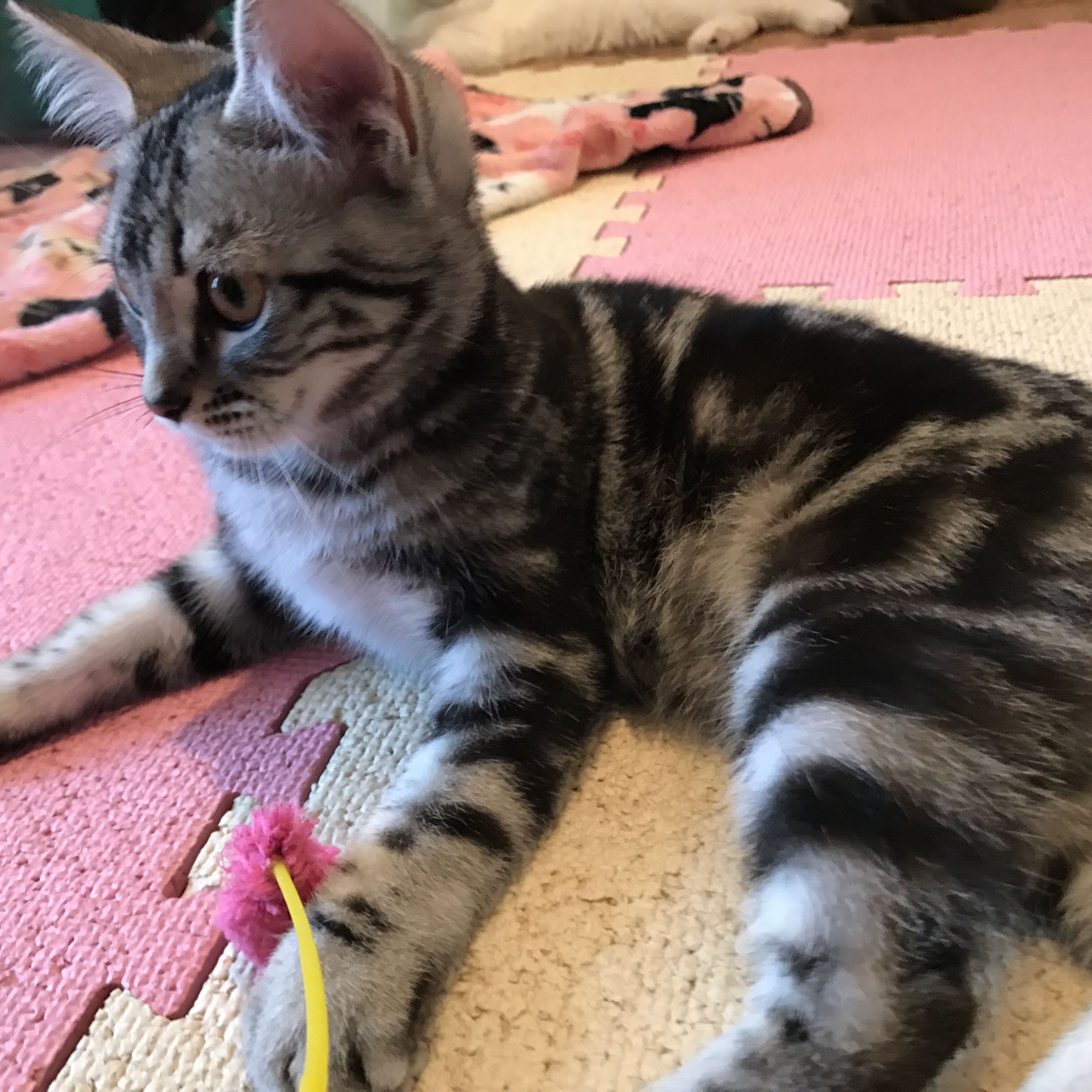 ちゃぶ