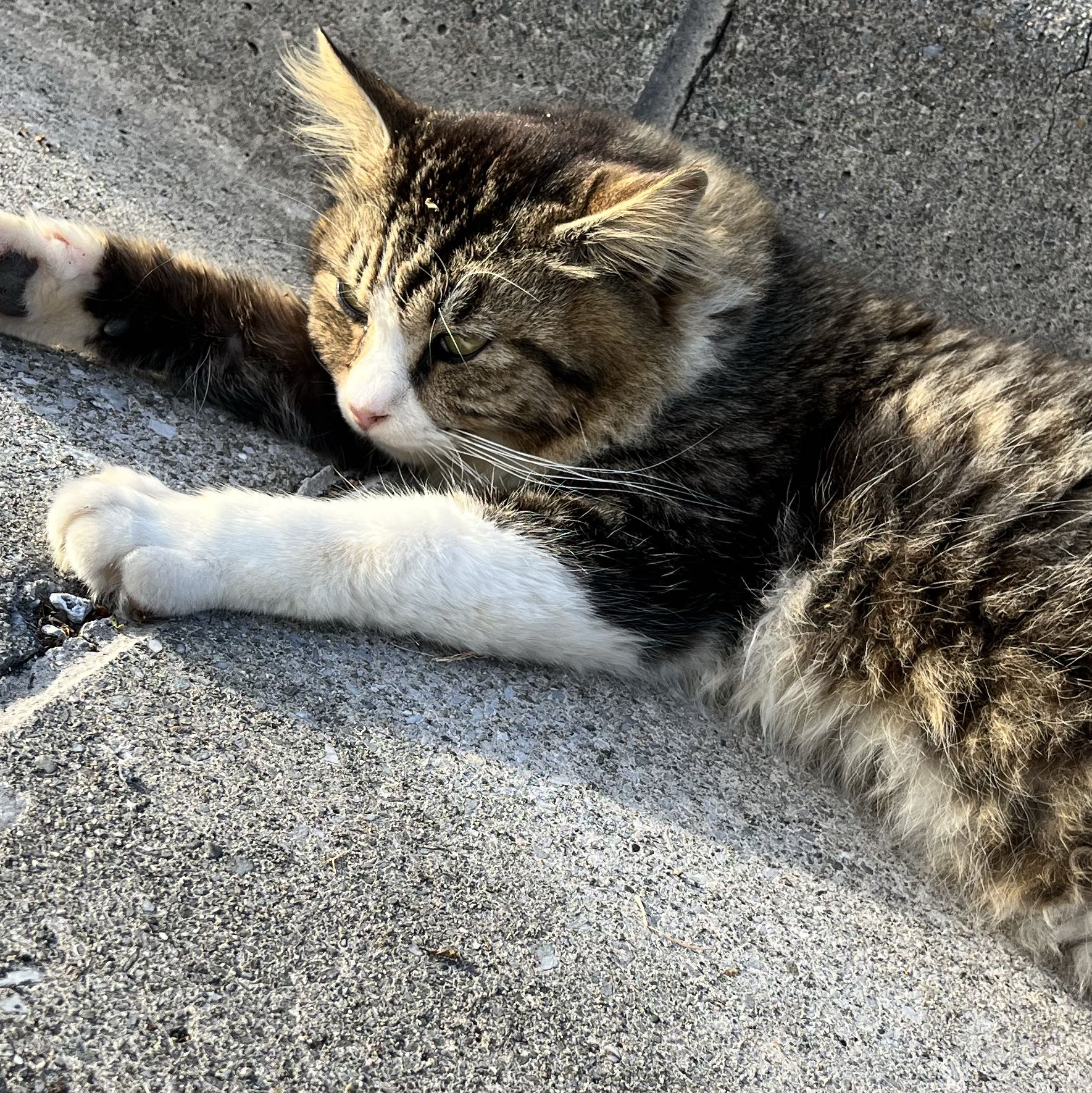 くれは