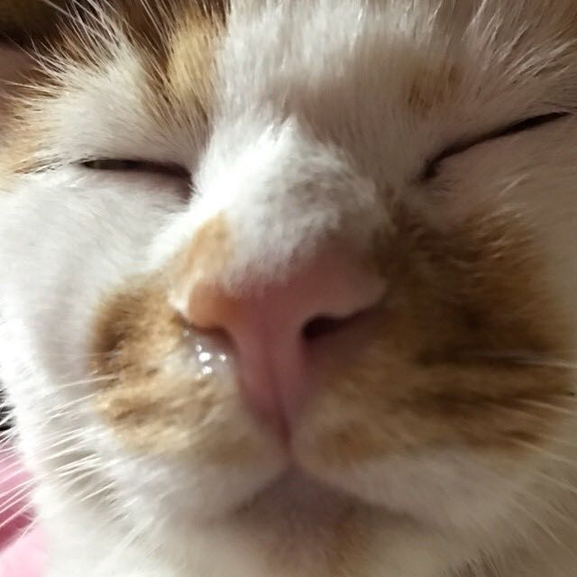 アリィ