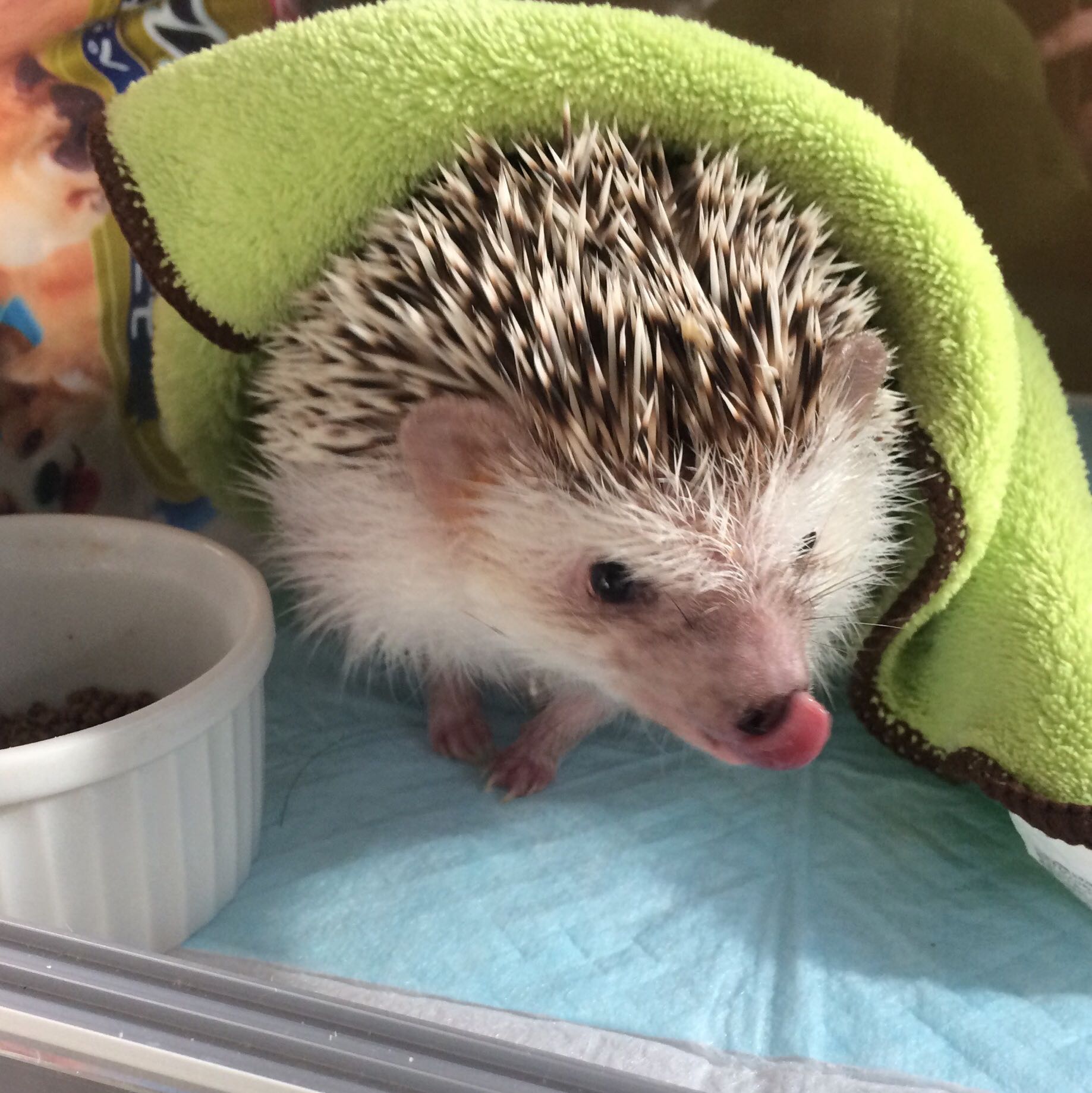 つらら