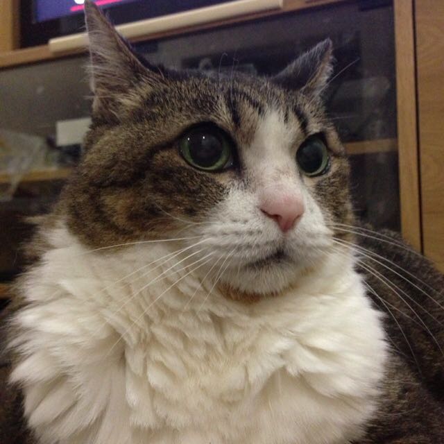 あかさま