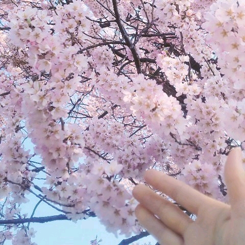 ゆりゆり