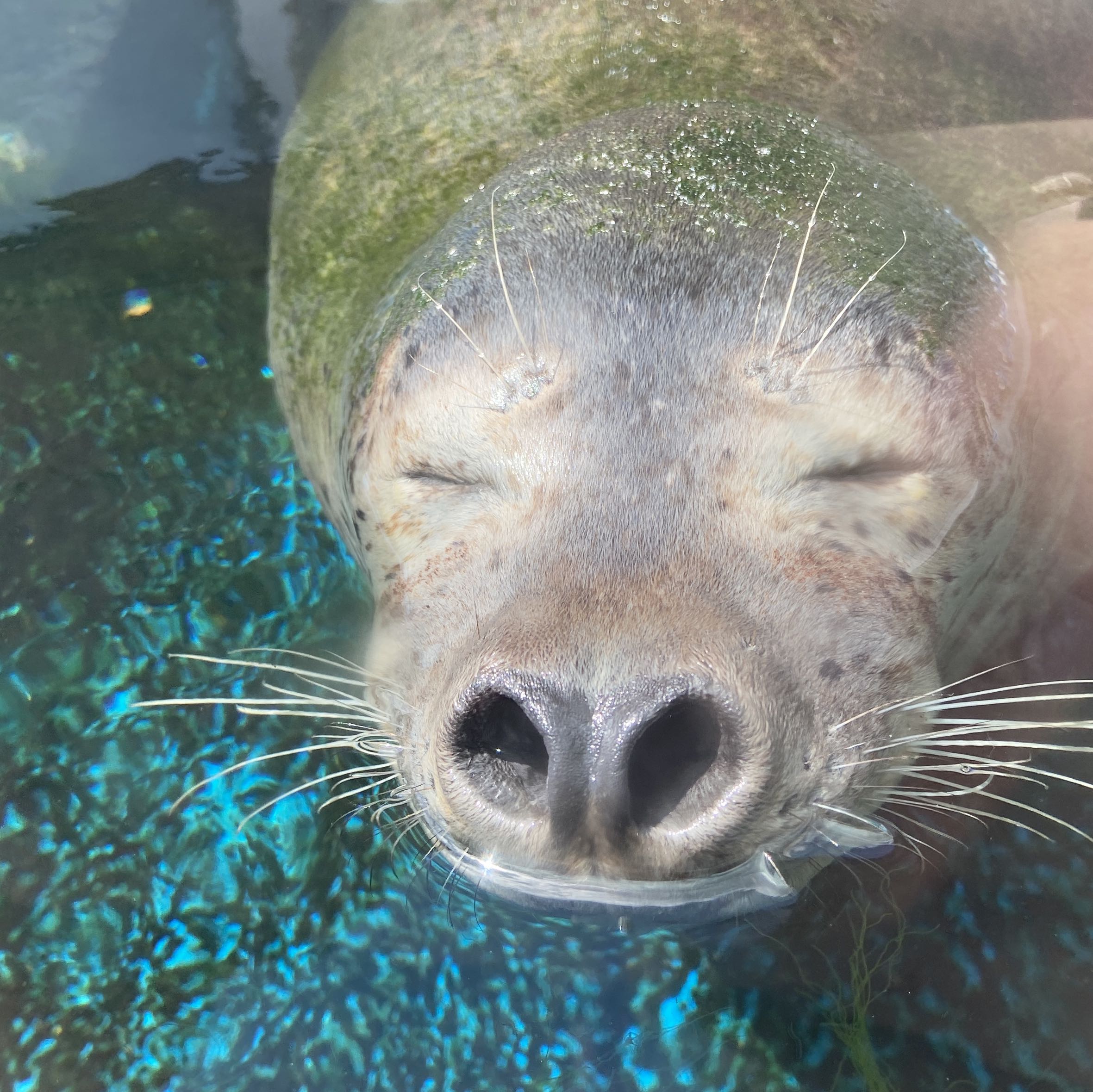 アザラシ