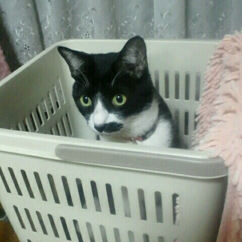 ぴか
