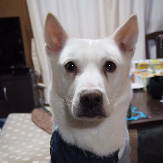 りんこ