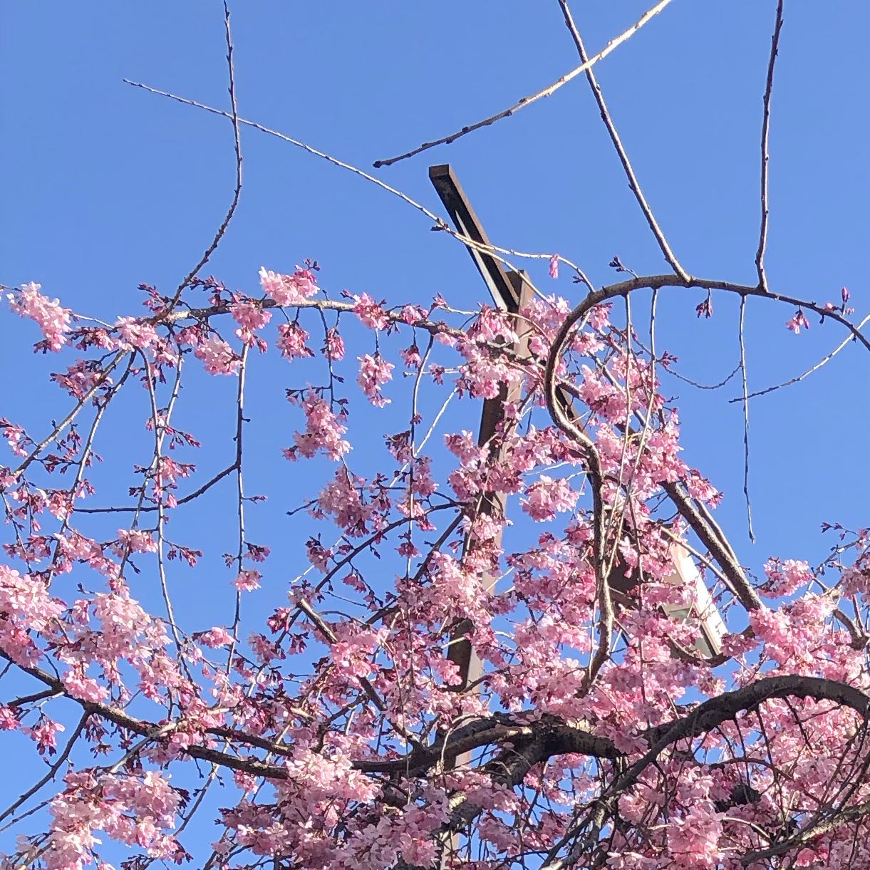 もなか