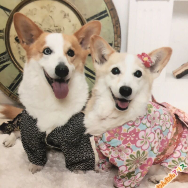 プリマロ