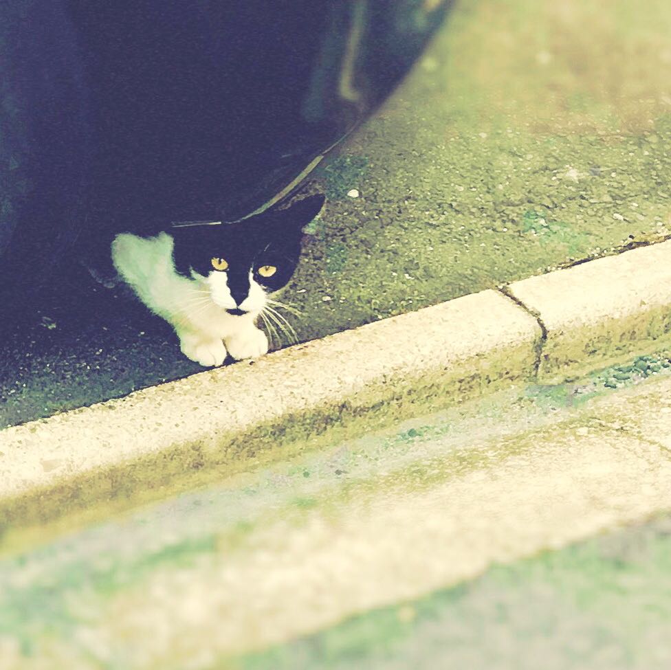 ぽん