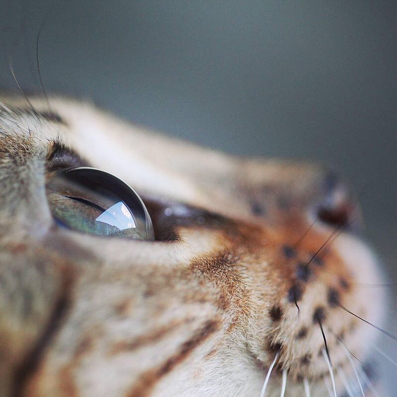 ねこ