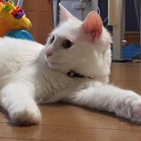 チーちゃんママ
