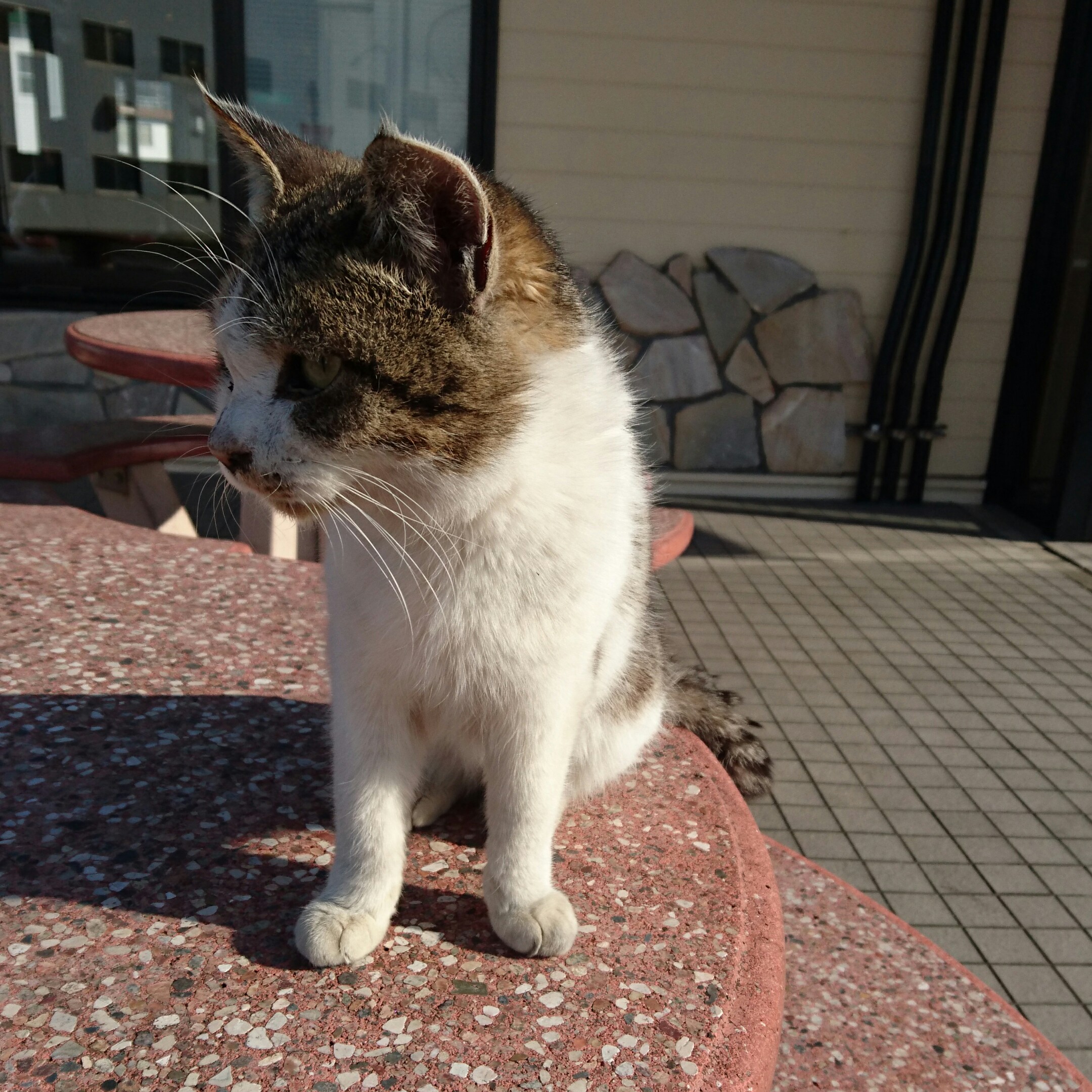 ぴっしゃん